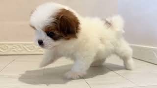 ハーフ犬の動画01