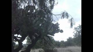 Jaguares -El Equilibrio Parte 1