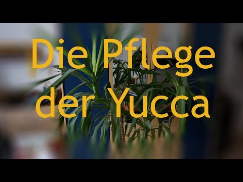Pflege der Yuccapalme