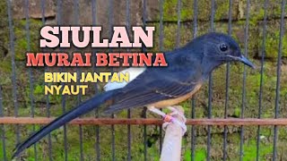 Download lagu SUARA MURAI BATU BETINA MEMANGGIL JANTAN agar Emosi jadi NYAUT BUNYI BONGKAR MATERI ISIAN  mp3