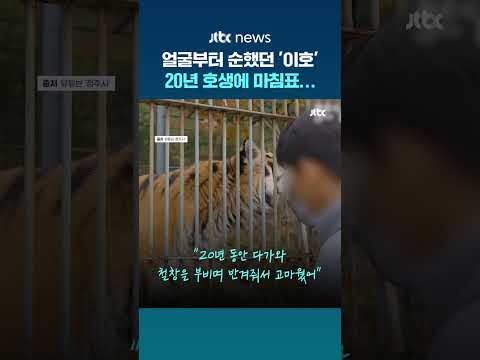 유난히 사람 잘 따랐던 청주동물원 '이호'…호랑이별로 떠났다 #JTBC #Shorts