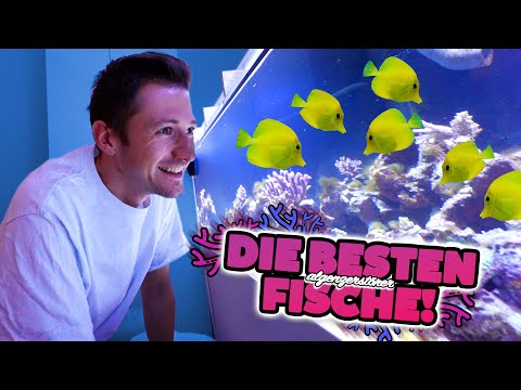 SURGEON FISH in the MEGA AQUARIUM! 😍 🐠