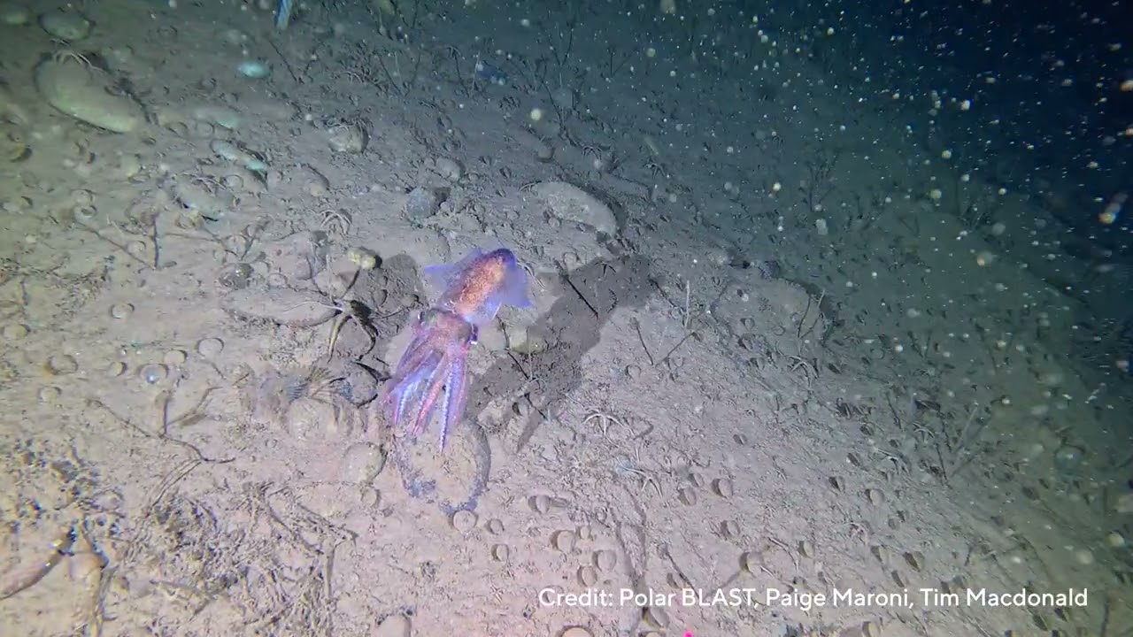 Rare Arctic Bobtail Squid ROV Footage - YouTube