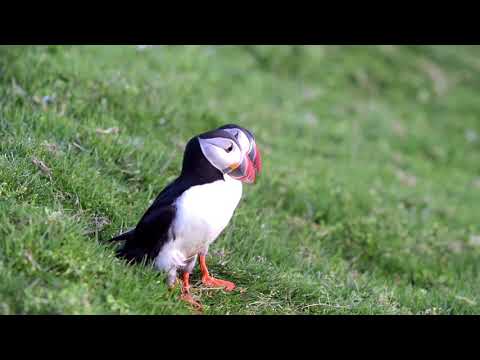 Meet Our Puffins