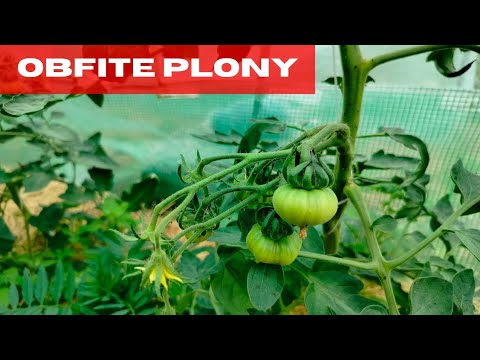 Co zrobić, żeby mieć duże plony pomidorów? jak dbać o pomidory w czerwcu?