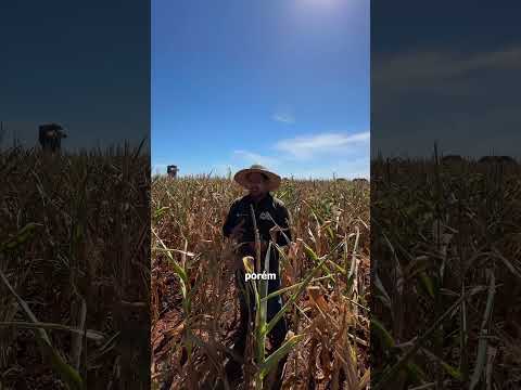 FALTA DE CHUVAS EM CASTELÂNDIA (GOIÁS) | @rallydasafra