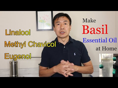 How to Make Basil Essential Oil at Home by Steam Distillation Benefits of Basil Hydrosol Chemistry