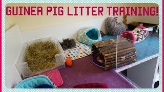 6 Top Tips for a Clean Cage and Litter Trained Guinea Pigs!