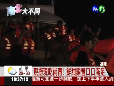 基隆鎖管季 夜間打撈現煮尚青!