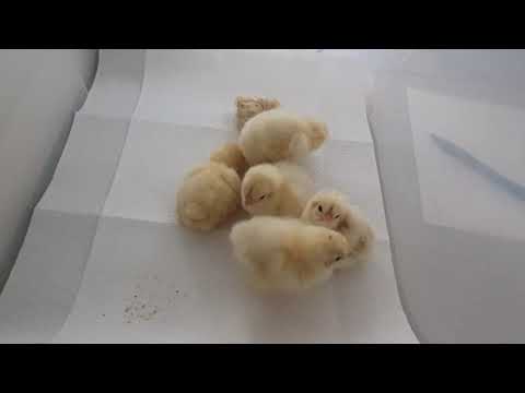 Kükentagebuch (Sundheimer Hühner) - Tag 1