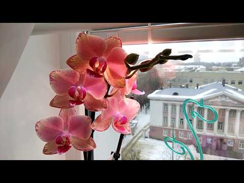 Мои орхидеи💖. Часть 2.