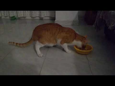 Apolo, Shira y Freya día 322