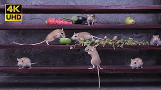 Cat TV: Mouse Hide & Seek on Wooden Trails with Rustling & Scurrying Sounds | 4k Full Screen