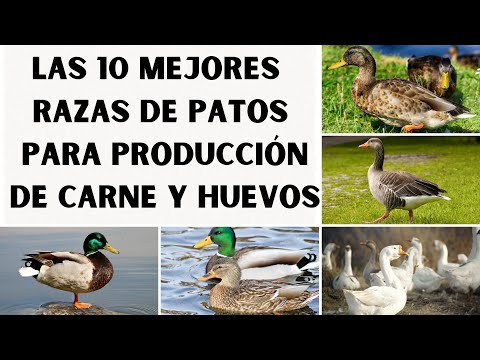 , title : '📢🤑Las 10 mejores razas de patos para producción de carne y huevos 2023📢🤑'