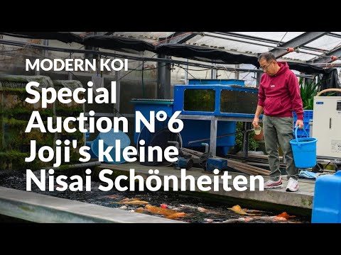 Alle Koi der Special Auction No. 6 im Detail erklärt | Konishi Koi News