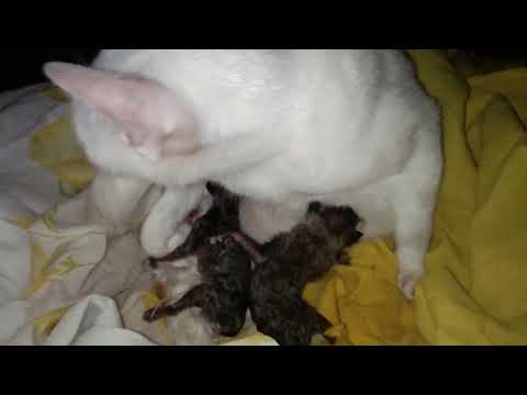 White cat gave birth to black kitten😁😁