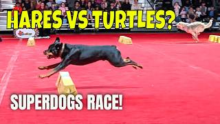 CNE 2026 SuperDogs Fairy Tails | Hares vs Turtles Dog Race