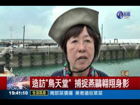 造訪"鳥天堂" 上千燕鷗覓食壯觀