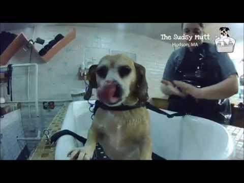 The Sudsy Mutt Hudson MA