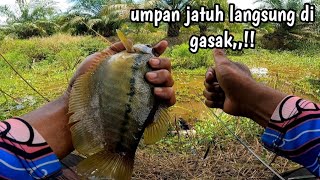 Download lagu Crazy,,!! The bait just touched the water and was immediately snatched, fishing for Siamese goura... mp3 Download lagu Crazy,,!! The bait just touched the water and was immediately snatched, fishing for Siamese goura... mp3