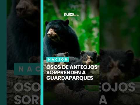 Captan a una osa de anteojos con su cría en parque natural del Huila | Pulzo
