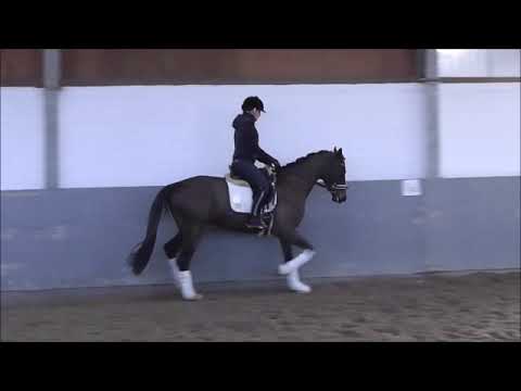 4 yo gelding by Fuerst Belissaro V2
