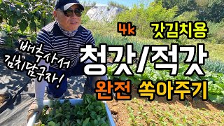 [4k] 갓김치용 청갓, 적갓 완전 솎아주기 / 줄뿌림하여 솎아서 김치 담궈 먹으면 좋아요 / 옆지기님과 브…