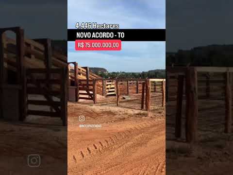 Fazenda Extra em Novo Acordo - TO | whatsapp 62 99373-6407 | Ricco Agronegócio