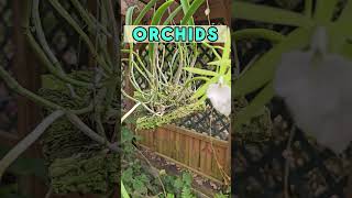 ☺️ White Orchids: A Perfect Harmony of Beauty! #BestGardenDreams #flowers  #orchids
