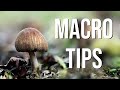 Macro TIPS and TRICKS in spring woodland (Tutorial with lighting, focus stacking)