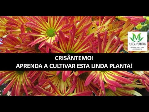 CHRYSANTHEMUMS - learn how to care for them, fertilize them, and flower them