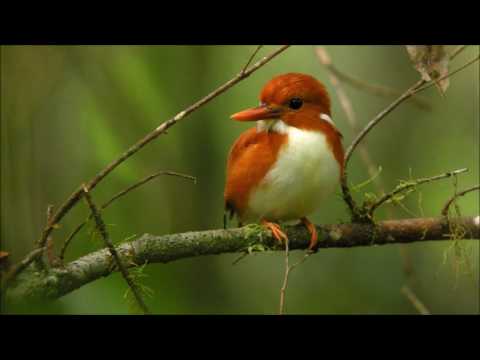 Finaritra ny vorona ao an'ala Fhirana FFPM 502 (Chorale Fiderana FPMA Paris)