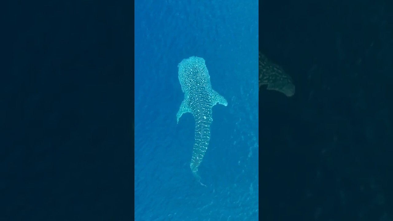 What is the largest fish in the ocean?