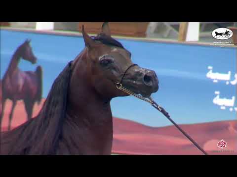 N 268 BADI ATHBAH   Qatar Nationals for Individual Owners 2022   Stallions 4 6 Years Old Class 10B