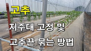 고추 지주대 고정 및 고추끈 묶는 방법