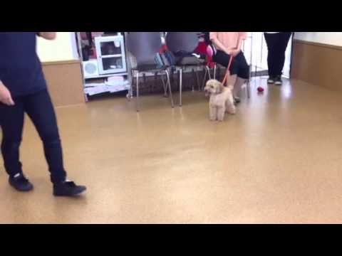 犬の飛びつき癖を止める 効果的なシツケ方法 動画 犬のq A集 Dogoo Com 犬の飛びつき癖を止める 効果的なシツケ方法 動画 犬のq A集 Dogoo Com