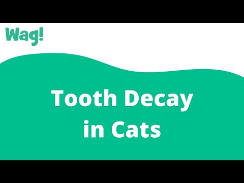 Tooth Decay in Cats | Wag!