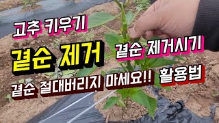 고추 다수확 및 고품질 수확 방법!! 곁순을 제거해줘야 하는 시기와 방법,곁순의 역할, 곁순 활용방법에 관한…