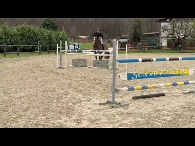 Jument Zangersheide A vendre 2017 Bai par CICERO VAN PAEMEL