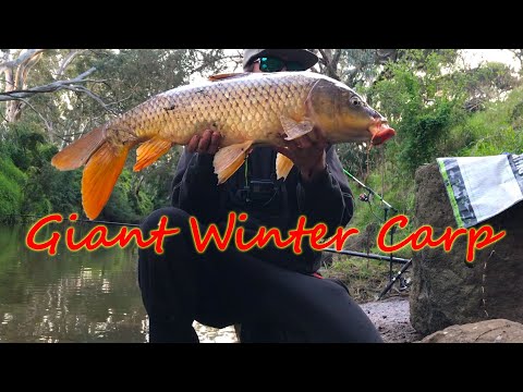 Solo Winter River Fishing For MASSIVE Melbourne Carp #invasive #fish #species #carp #fishing