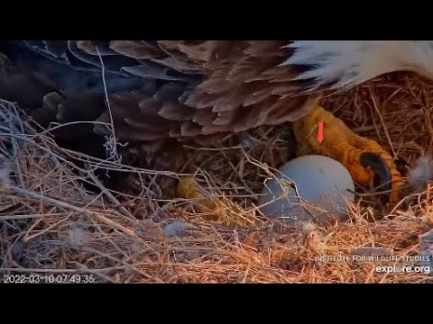 Sauces Canyon Cam. Looks like the egg will hatch soon. 03.10.2022