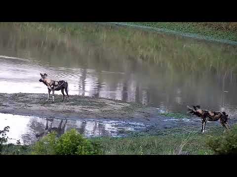 Djuma: African Painted Dogs-Bushbuck female went in to dam to escape them-Pt:1 - 17:32 - 04/13/2022