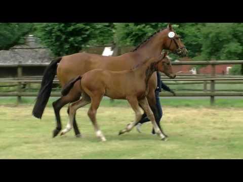 Stf v For Romance x Dormello 2016