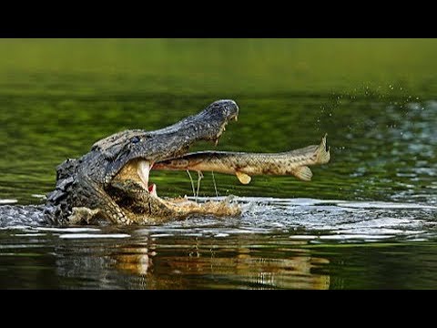 Cá sấu Kẻ săn mồi tối thượng (  - NatGeo Tiếng Việt)