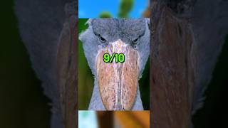 Animals With Aura…