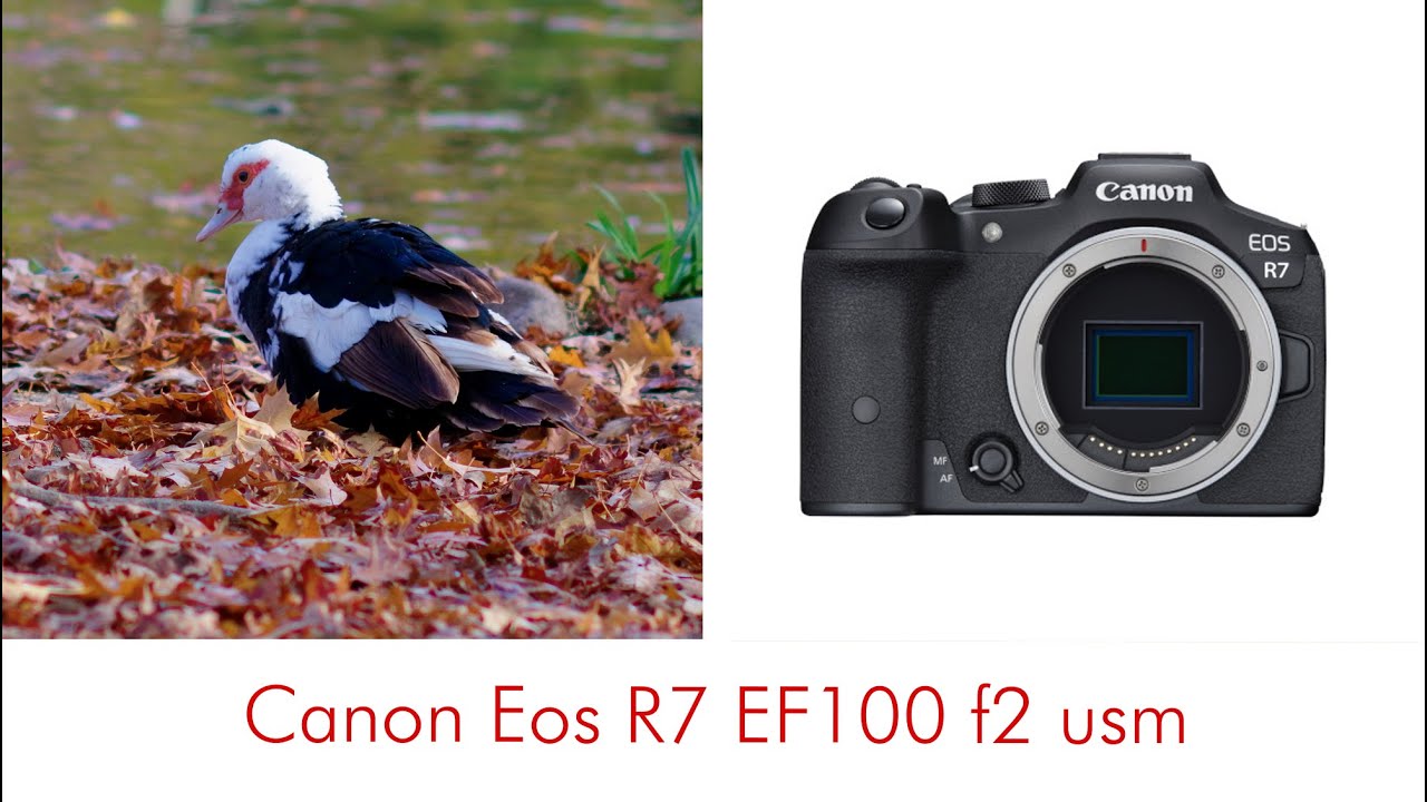 Canon R7 Ef 100 f2 usm