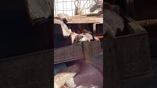 カワウソのあくび #東山動物園