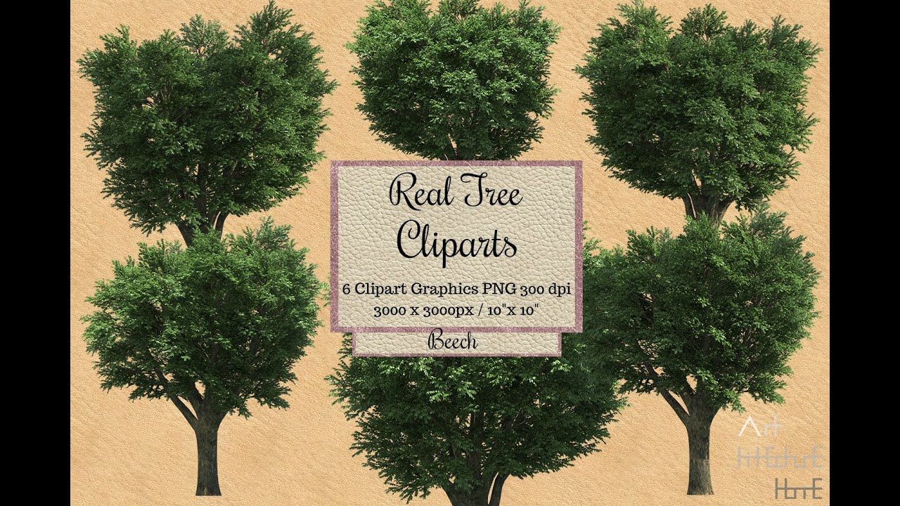 Real Tree Cliparts - Beech - photoshop overlays png, Tree layout, transparent background
