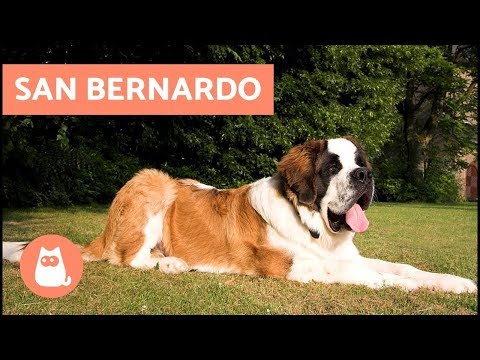 San Bernardo – Razza di cane GIGANTE