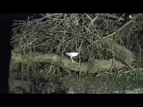 Djuma: Black-crowned Night Heron - 21:38 - 10/21/21